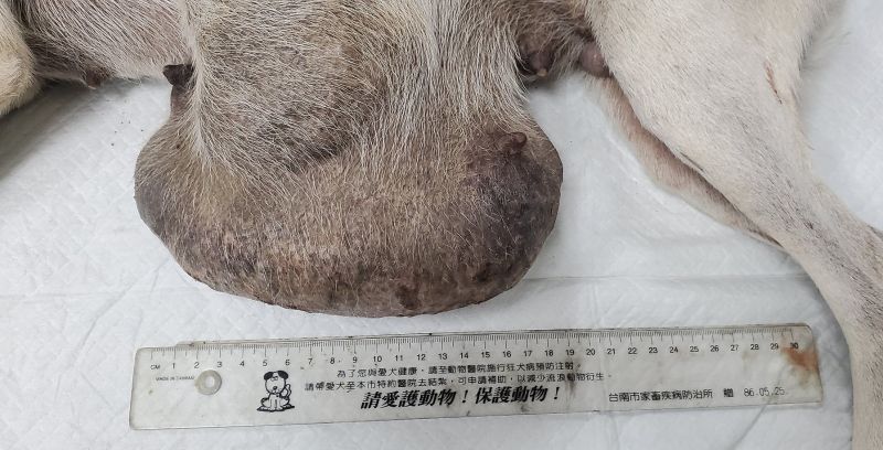 ▲小白狗的巨大腫瘤有5公斤重，直徑約有19公分。（圖／台灣動物緊急救援小組授權提供）