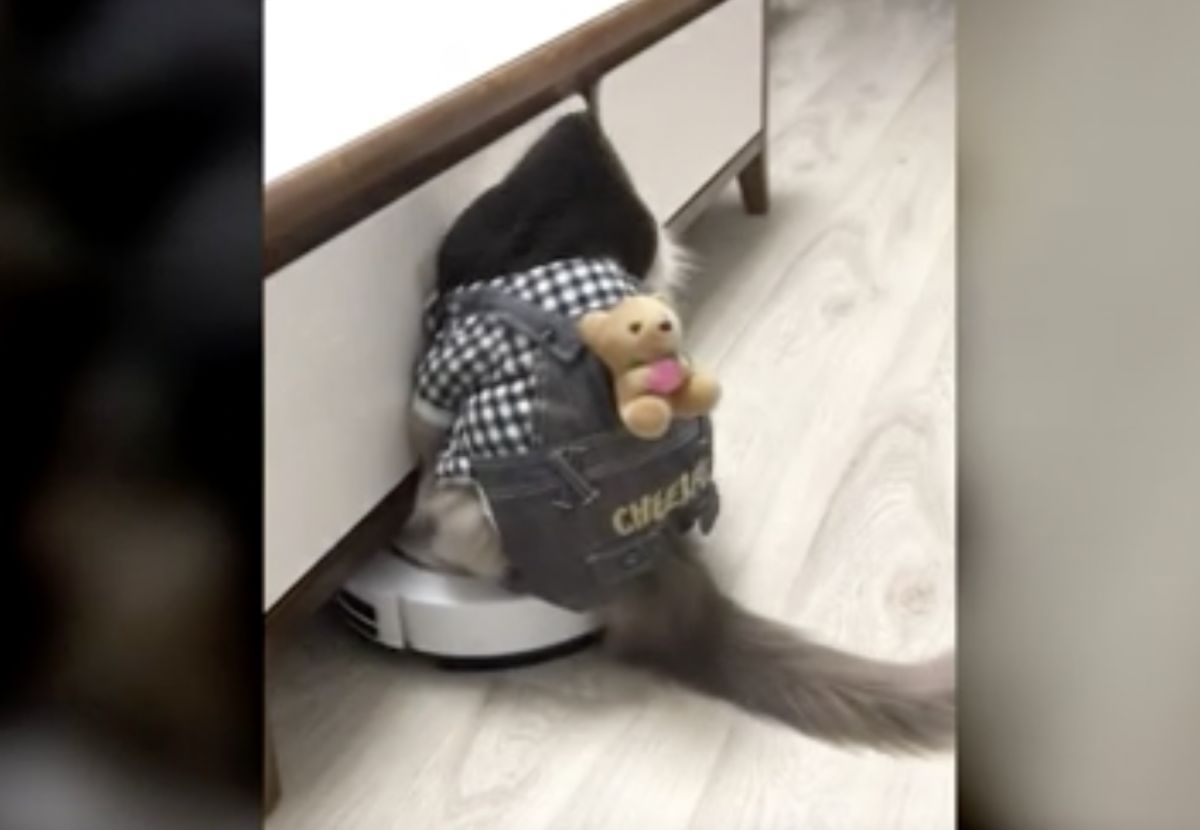 ▲貓咪坐在掃地機器人上監工，沒想到下秒竟撞到牆壁直直倒下，呆萌樣子全被錄下。（圖／美聯社／jkne030364）