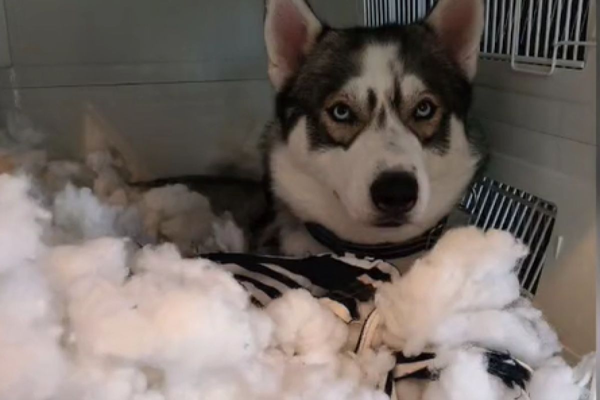 ▲養2隻哈士奇，這名飼主曝光家中海量犧牲品：「處處是悲劇！」。（圖／TiKTok：rokirari.e）