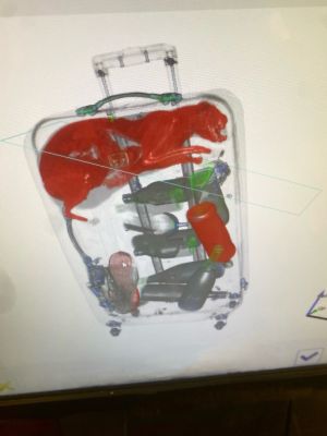 ▲類似案例也發生在美國，機場官員在安檢時發現行李箱中有個「怪怪的東西」。（圖／Twitter：TSA）