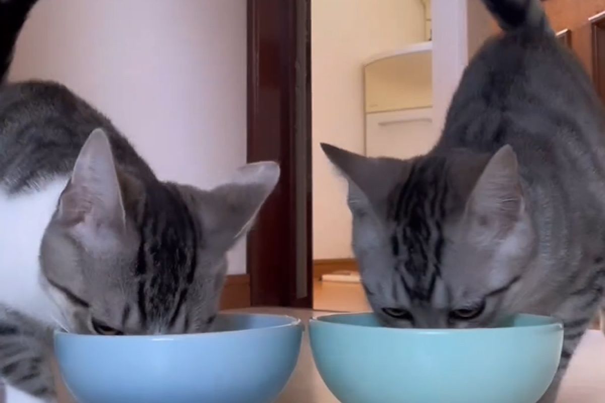 ▲幼貓吃飯位置不能亂，飼主怎麼換都會回歸：「我們超乖」。（圖／Instagram：maihimemoco）