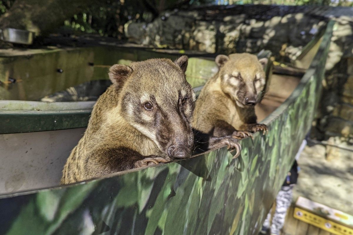 ▲北市動物園讓動物自己做選擇，長鼻浣熊生活超快樂，吃東西懂用腦筋。（圖／臺北市立動物園授權提供，周玟攝）