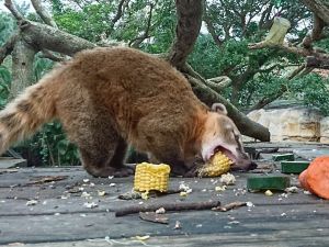 ▲長鼻浣熊在樹屋上享用早餐。（圖／臺北市立動物園授權提供，周玟攝）