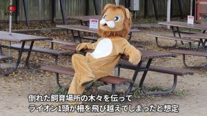 ▲「獅子」正在等待下一個演習內容，坐在長椅上翹角休息。（圖／擷取自共同社YouTube）