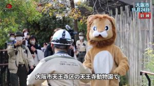 真有人在內！日本動物園「獅子」逃脫　翹腳休息網笑翻
