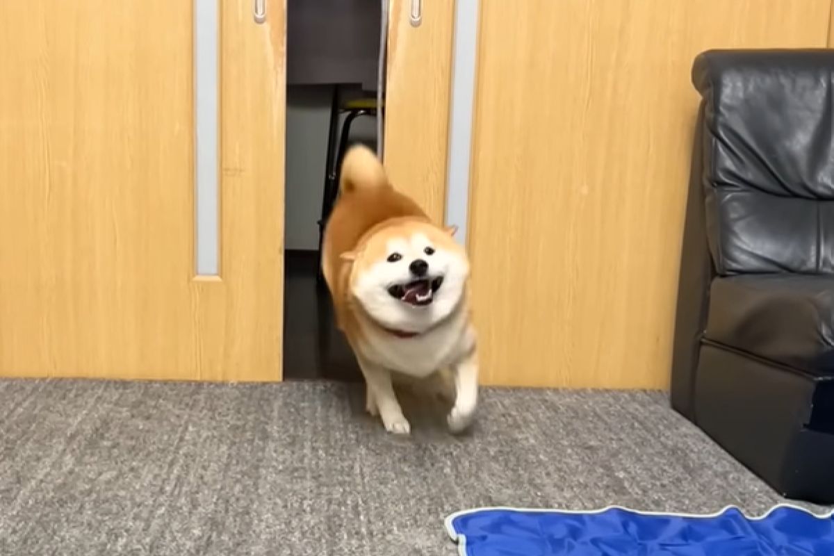 ▲柴犬表情藏不住，看見醫院的診療券立刻從笑臉變成結屎臉。（圖／Youtube：SHIBA DOG RANMARU） 