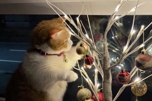 自家貓最棒！飼主樂秀「聖誕樹下美圖」：牠可愛到能得獎
