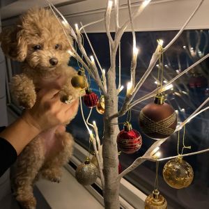 ▲家裡的狗狗也來嘗試拍一組聖誕美圖。（圖／Twitter：Leo_Latte_aki）