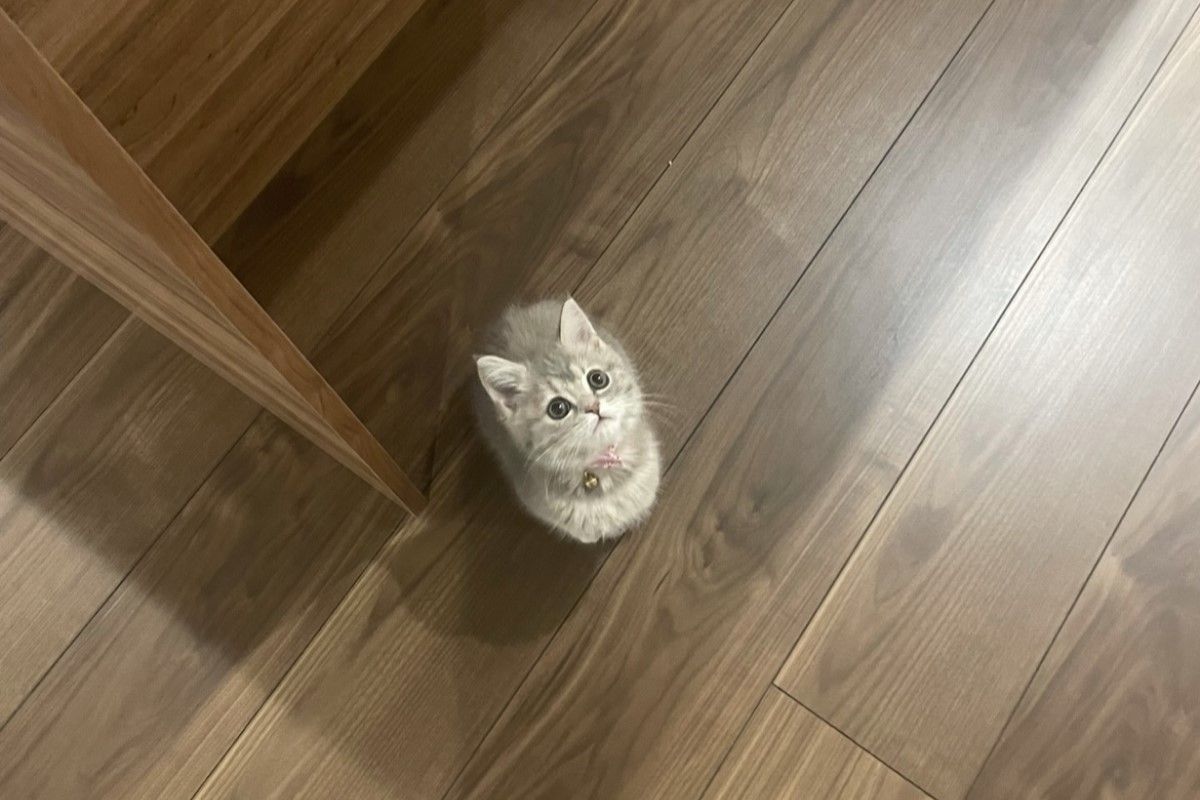 ▲腳掌大小的幼貓突然竄出求關注，激萌照片引網友議論：「好怕踩到牠」。（圖／Twitter：onpuhime1011）