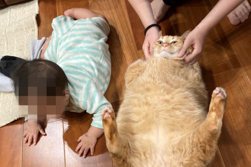 ▲胖胖橘貓體型壯過7月大嬰兒，超巨身材曝光讓網傻了：「龍貓？」。（圖／Twitter：kagisuzu0531）