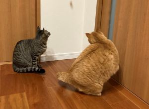 ▲Suzu跟其他貓站在一起，就能明顯看出差距。（圖／Twitter：kagisuzu0531）