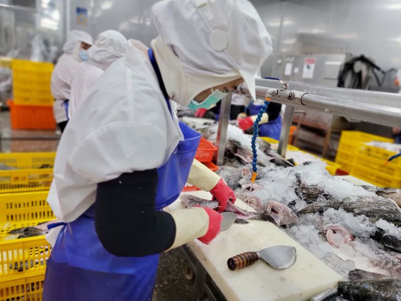 ▲漁業署表示，執行學校午餐石斑魚專案，須選用取得三章一Q大規格原料魚，才能加工進行取肉、去刺、切塊。圖為作業線人員進行三去三清作業。（圖／漁業署提供）