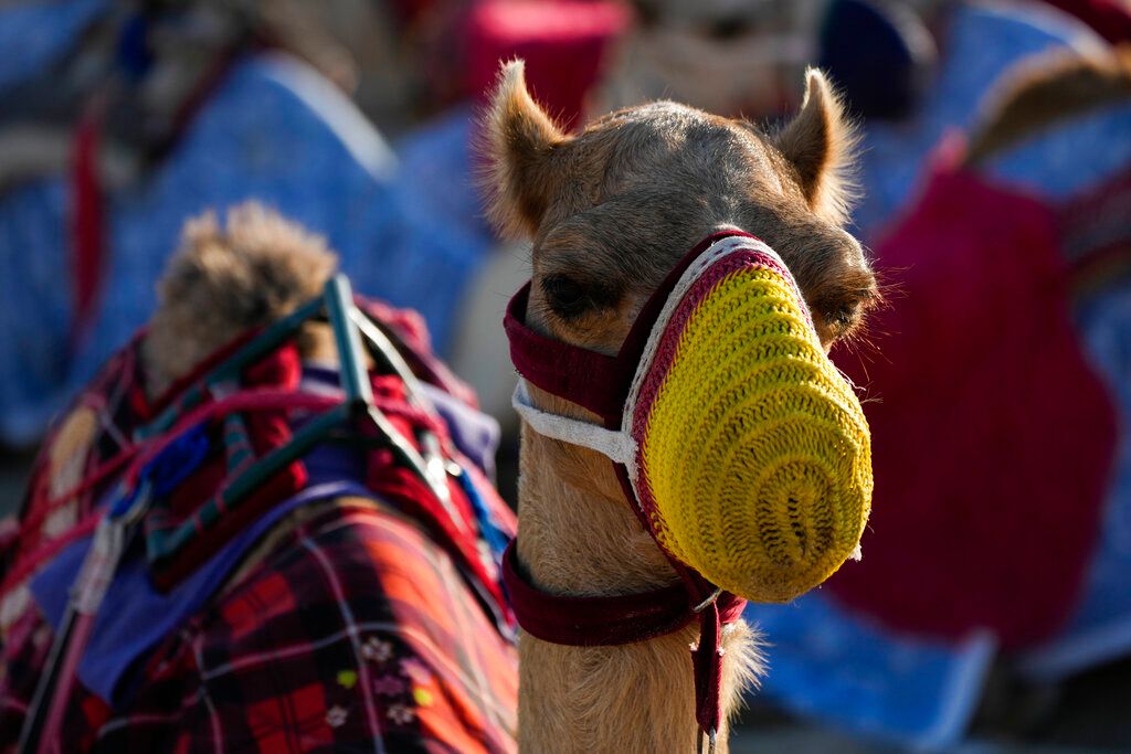 ▲2022年卡達世界盃足球賽的球迷紛紛來到杜哈郊外沙漠，想體驗沙丘騎駱駝，導致駱駝的「載客量」暴增至平時的數倍之多。（圖／美聯社／達志影像）