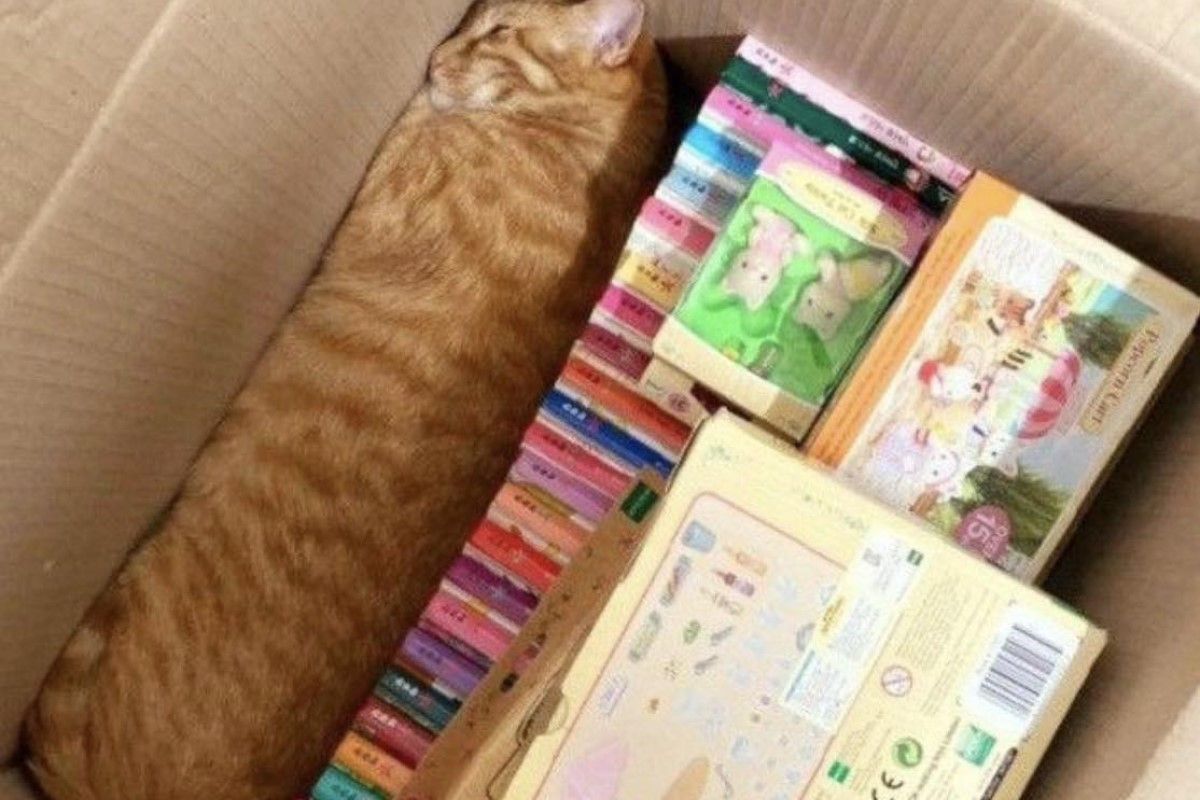 ▲飼主找不到貓滿屋巡，竟在這處發現被收納好的牠，網友笑噴。（圖／Twitter：tyomateee2） 