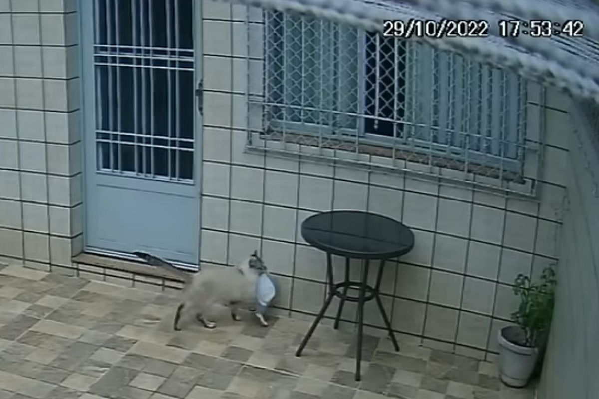 ▲快遞將包裹丟進車庫，貓咪看到自發幫忙叼進家中：「這東西該在家裡」。（圖／Youtube：ViralHog）