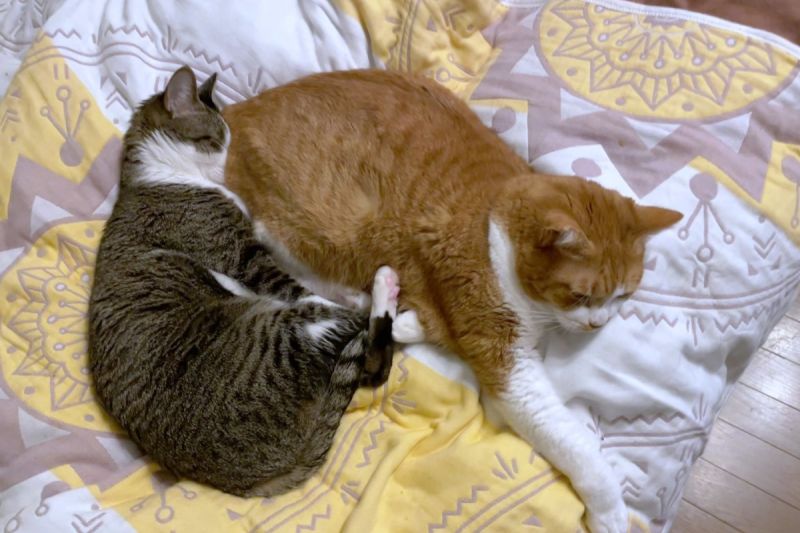 ▲貓咪將整張臉埋入同伴的橘色肥屁屁中，邊吸邊睡超舒適：「香啊」。（圖／Twitter：mitoconcon）