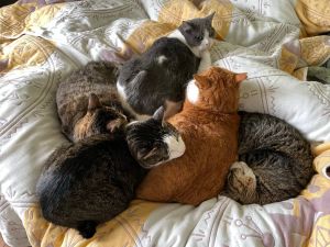 ▲推主家為多貓家庭，常常能看到一群貓聚集的畫面。（圖／Twitter：mitoconcon）
