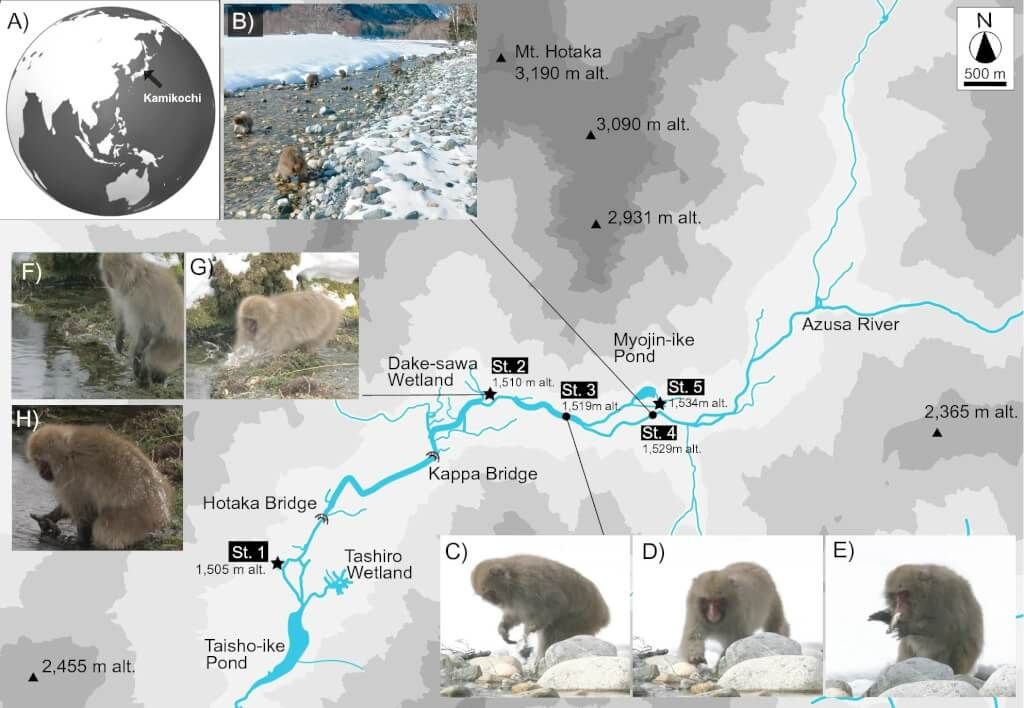▲信州大學理學部教授東城幸治等人成功在至少3個日本獼猴群當中，總計拍攝到14次捕魚進食影像。（圖取自科學報告網頁）