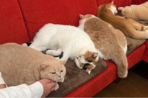 天氣涼颼颼！五胖貓躺加熱毯「集體融化」：不想起來了
