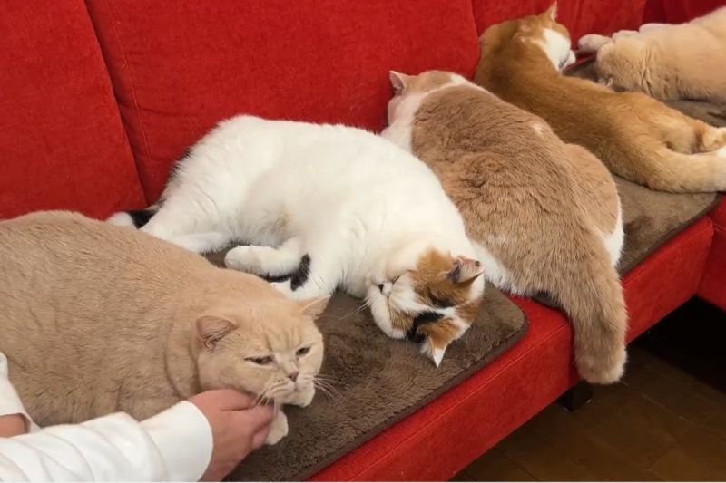 ▲近日天氣涼颼颼，五隻胖貓躺加熱毯集體融化：「不想起來了」。（圖／Twitter：jirosan77）