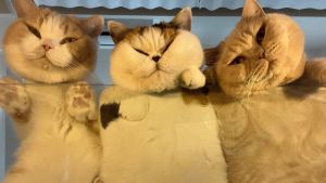 ▲日本推主養了很多隻英國短毛貓，牠們在網路上頗有名氣。（圖／Twitter：jirosan77）