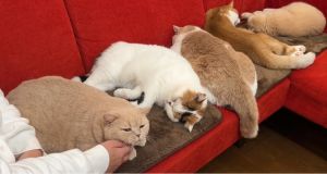 ▲貓咪們全都融化在電熱毯上。（圖／Twitter：jirosan77）