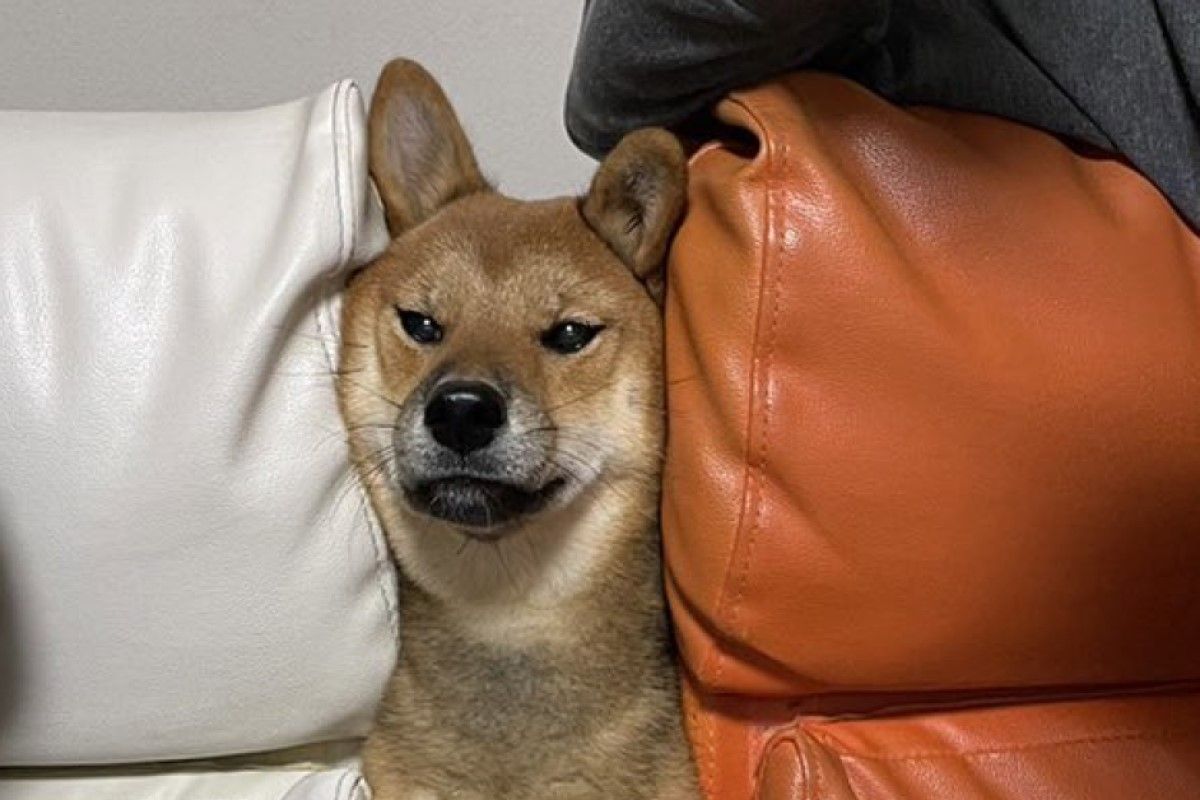 ▲柴犬討食無極限，將臉猛塞椅子中間：「給我蘋果派！」。（圖／Twitter：yukokorot82）