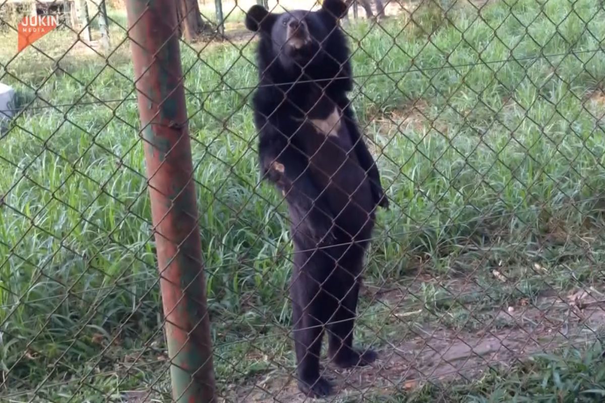 ▲工讀生不裝了？黑熊鐵網旁直立行走30秒，還懂看鏡頭。（圖／AP＋Jukin Media）