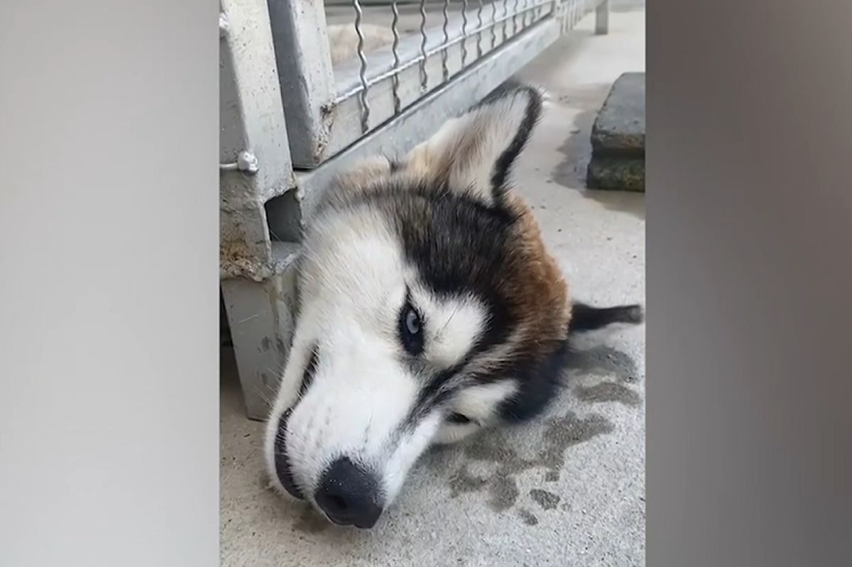 ▲哈士奇「頭卡鐵籠底下」，主人出手救援卻傻眼。（圖／AP美聯社/Newsflare）