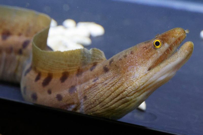 ▲日本發現罕見的海鰻品種，最終科學家決定將其命名為「珍珠奶茶海鰻（タピオカウツボ）」。（圖／翻攝自@wormanago推特）