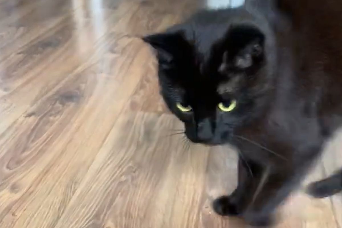 ▲巫師黑貓施法中？喝水前必先激情亂舞：「這樣更好喝」。（圖／Youtube：viralhog） 