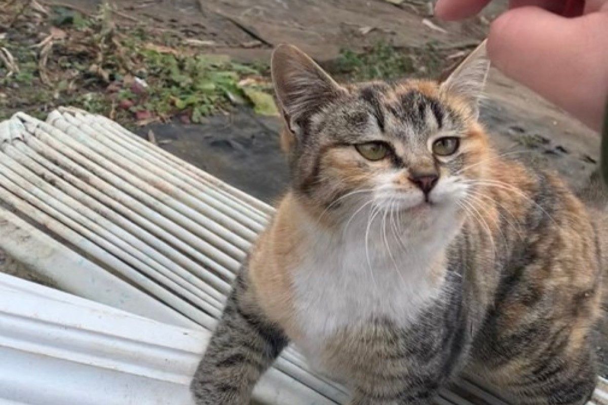 ▲暴躁野貓被愛灌愛，養成胖胖奶油麵包，網友驚嘆：「表情不一樣了」。（圖／Twitter：tnm201x） 