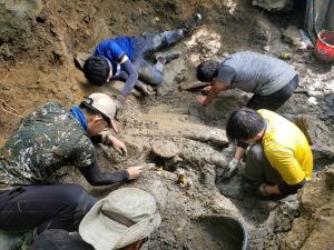 ▲科博館等挖掘團隊歷經超過90天的密集挖掘，終於在10月將整具化石骨骼帶出地表。（圖／科博館提供）