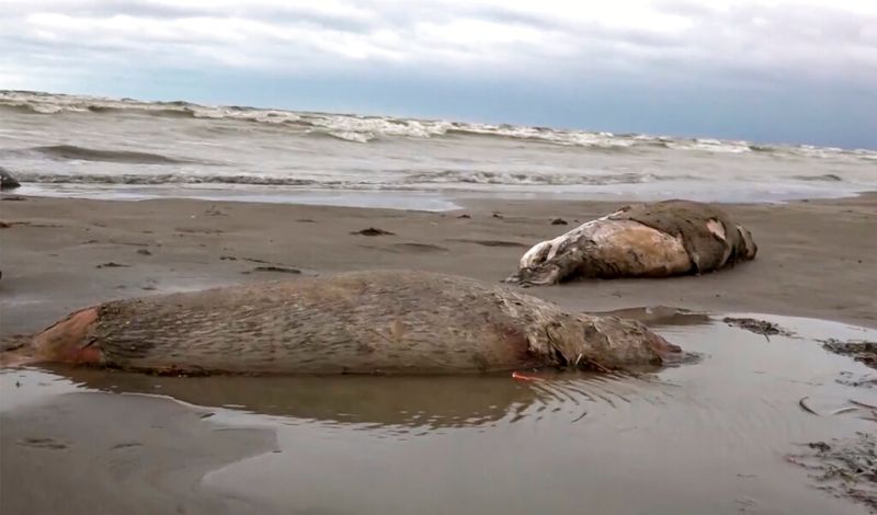 ▲裏海岸邊發現上千頭海豹屍體，死因尚不明。（圖／美聯社／達志影像）