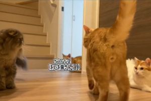 兩貓對峙即將開戰！「1橘影」衝入阻止：要打去練舞室打
