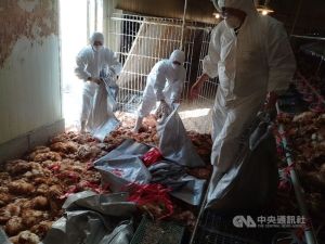 屏東鹽埔爆H5N2禽流感！雞隻異常死亡　8599隻蛋雞遭撲殺
