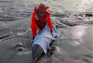 緊急救援！印太瓶鼻海豚擱淺高雄汕尾漁港沙灘
