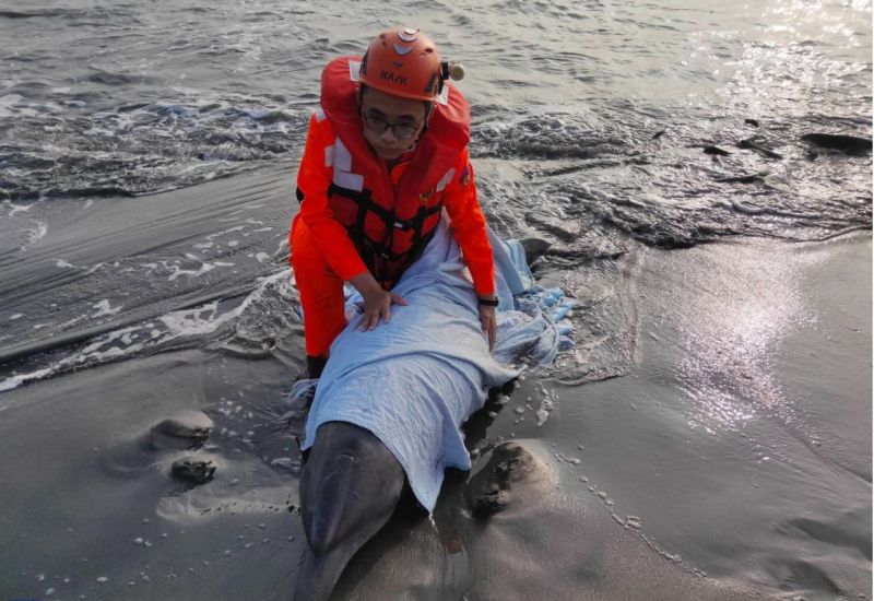 ▲印太瓶鼻海豚擱淺在高雄汕尾漁港沙灘。(圖／海洋保育署提供)