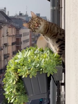 ▲鄰居家貓貓：你看風景，我看你啊！（圖／Youtube： ViralHog）