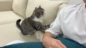麻糬丸是隻網紅貓,能從過去貼文中得知牠多黏主人。(圖/Twitter:catmotimaru) ▲麻糬丸是隻網紅貓,能從過去貼文中得知牠多黏主人。(圖/Twitter:catmotimaru)