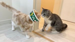 後續家中來了隻新貓,牠們之間的氣氛還算不錯。(圖/Twitter:catmotimaru) ▲後續家中來了隻新貓,牠們之間的氣氛還算不錯。(圖/Twitter:catmotimaru)