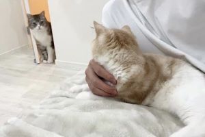 推主拍下自己手抱新貓,舊貓麻糬丸在外偷看的模樣,並稱這是「修羅場」。(圖/Twitter:catmotimaru) ▲推主拍下自己手抱新貓,舊貓麻糬丸在外偷看的模樣,並稱這是「修羅場」。(圖/Twitter:catmotimaru)
