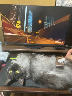背部還有一片黑色毛髮。(圖/Twitter:mairu5229) ▲背部還有一片黑色毛髮。(圖/Twitter:mairu5229)