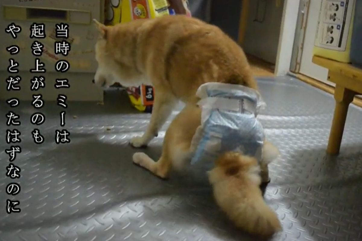 ▲老柴犬站都站不穩，用盡全力爬向主人床邊：「想要一起睡」。（圖／TiKTok：saworu0820）