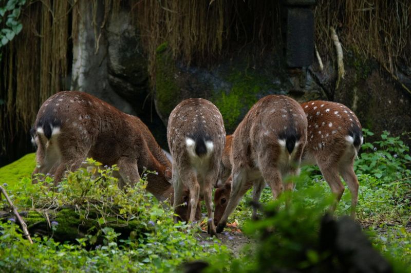 ▲了解梅花鹿的復育路程，可以了解動物園存在的價值。（圖／臺北市立動物園授權提供，詹德川攝）