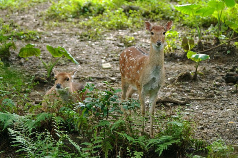 ▲梅花鹿曾經一度再台灣野外絕跡。（圖／臺北市立動物園授權提供，詹德川攝）