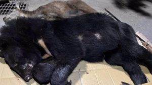 ▲屏東一位男子，竟獵捕保育類動物台灣黑熊，還把屍體抬回家冰在冰箱。（圖／翻攝畫面）