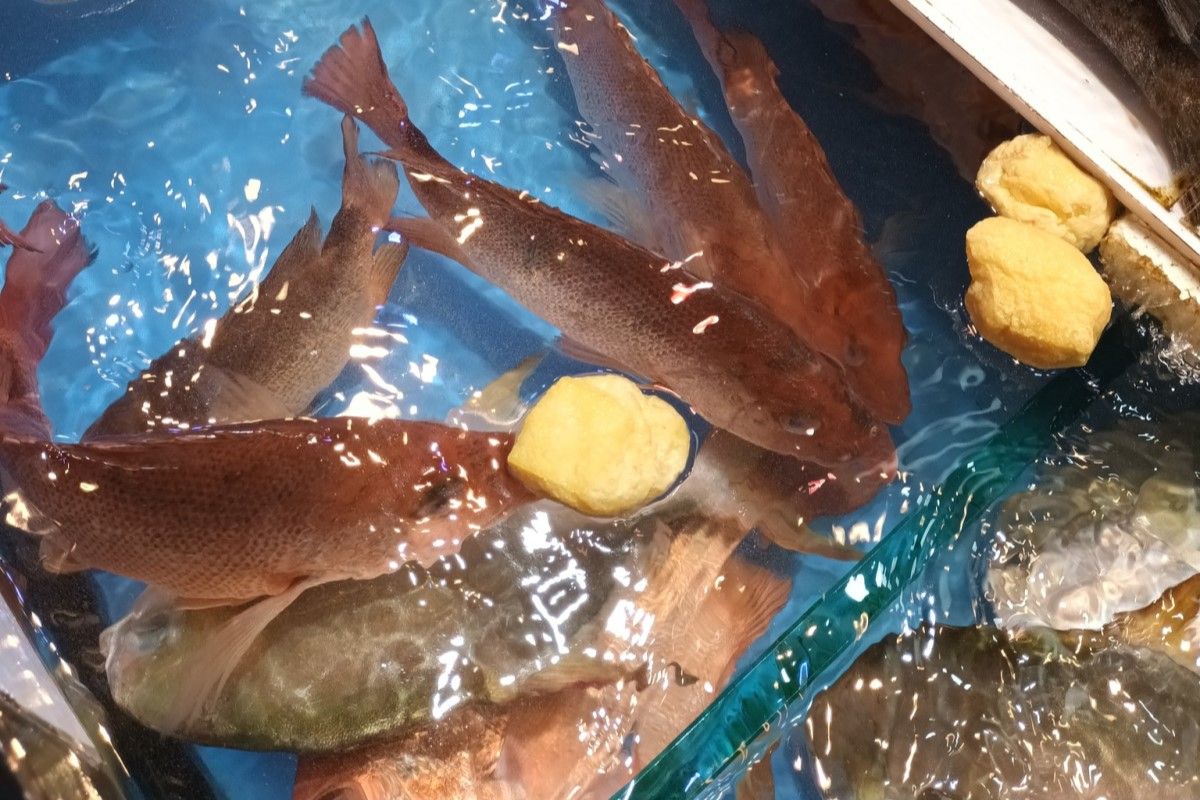 ▲市場活魚缸飄滿油豆腐，達人曝神奇妙用：「不是魚飼料」。（圖／臉書社團《香港街市魚類海鮮研究社》） 