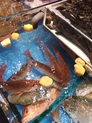 原PO發現市場的魚缸中飄了多塊油豆腐。(圖/臉書社團《香港街市魚類海鮮研究社》) ▲原PO發現市場的魚缸中飄了多塊油豆腐。(圖/臉書社團《香港街市魚類海鮮研究社》)