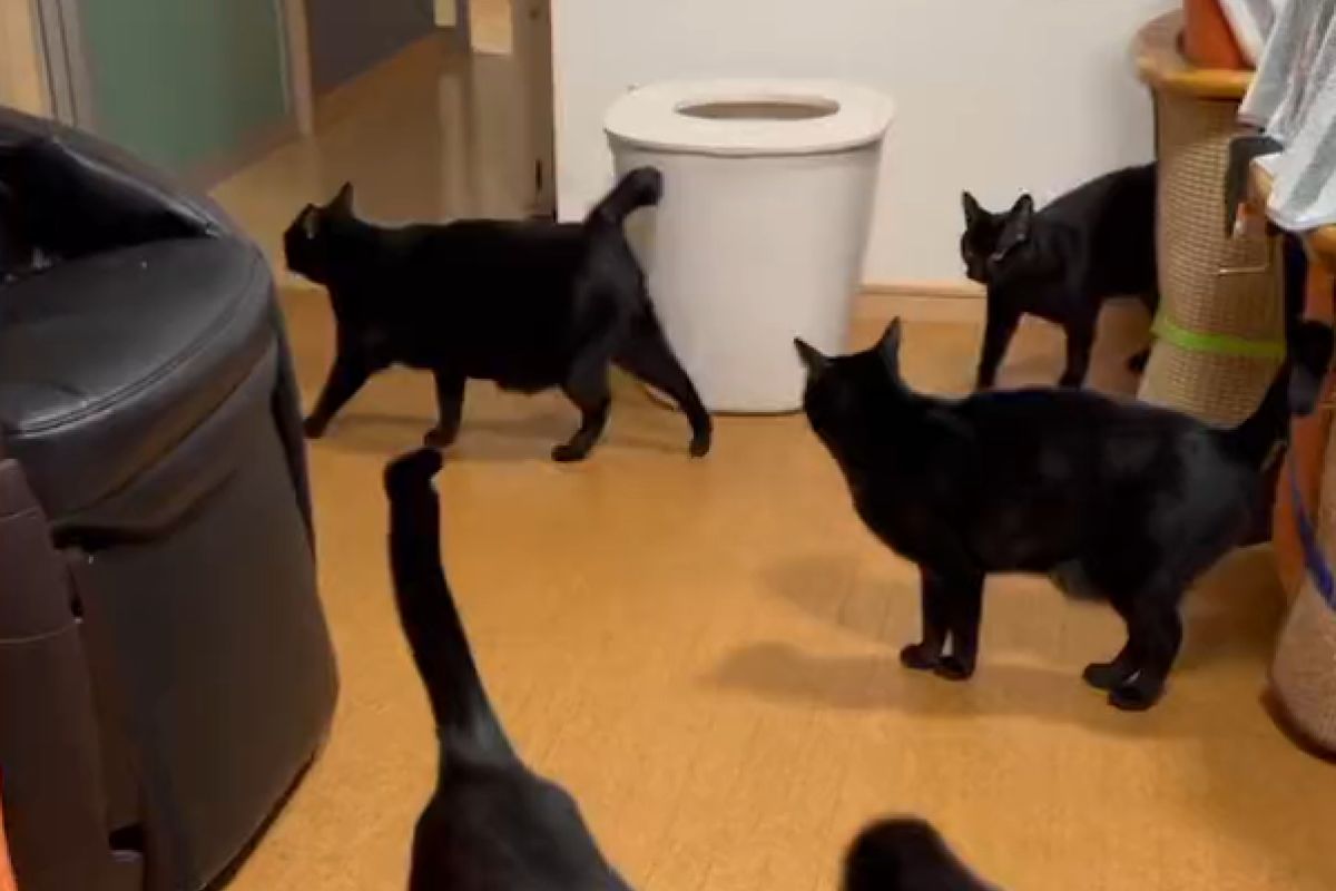 ▲黑貓大軍佔領客廳，網友看片數到失神：「到底有幾隻？」（圖／Twitter：Hotaponzu）